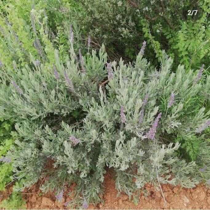 Olive Grove Cottage Skalani Knosos Экстерьер фото