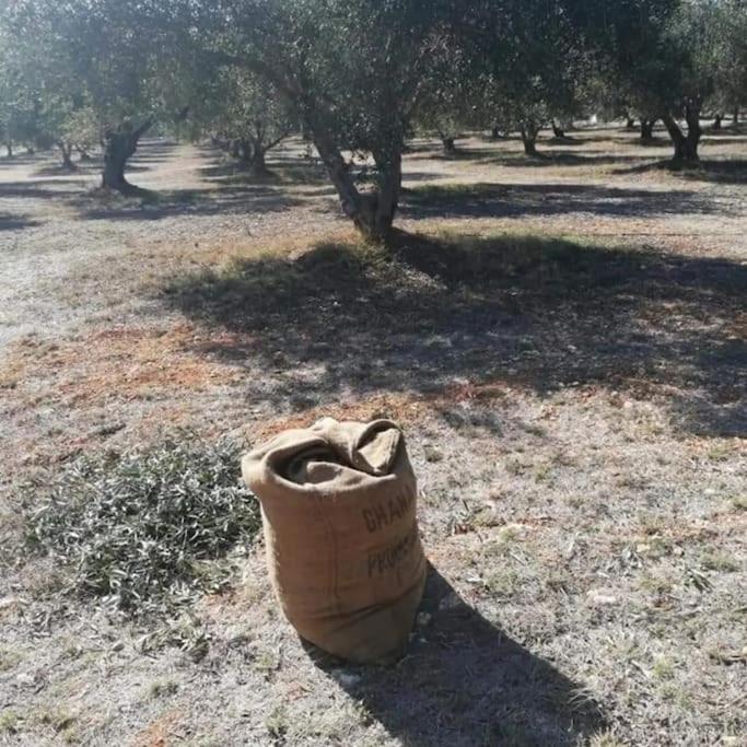 Olive Grove Cottage Skalani Knosos Экстерьер фото