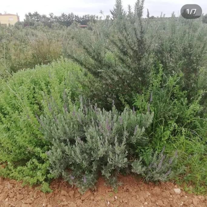 Olive Grove Cottage Skalani Knosos Экстерьер фото